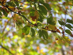 Fagus sylvatica