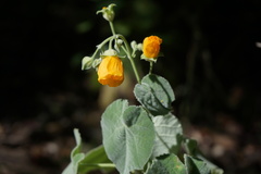 Allowissadula holosericea