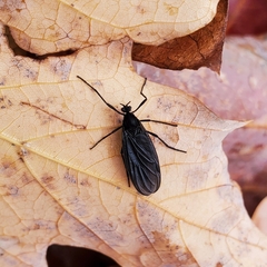 Penthetria heteroptera