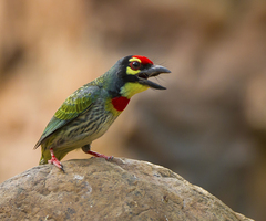 Psilopogon haemacephalus