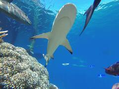 Carcharhinus melanopterus