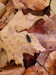 Penthetria heteroptera