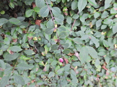 Symphoricarpos doorenbosii