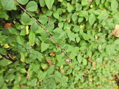 Symphoricarpos doorenbosii