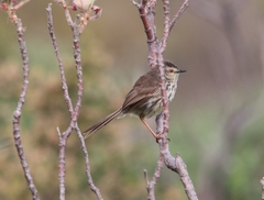 Prinia maculosa