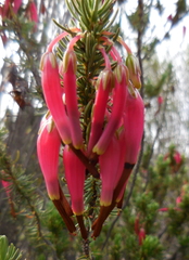 Erica plukenetii