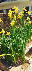 Iris crocea