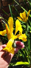Iris crocea