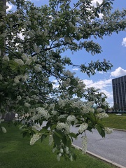 Prunus padus