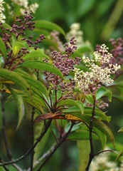 Miconia albicans