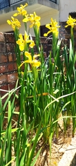 Iris crocea
