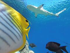 Carcharhinus melanopterus