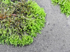 Rhynchostegium confertum