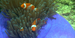 Amphiprion ocellaris