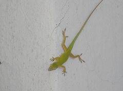 Anolis porcatus