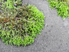 Rhynchostegium confertum