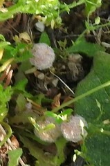 Trifolium tomentosum