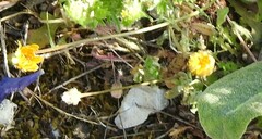 Leontodon longirostris