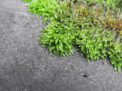 Rhynchostegium confertum