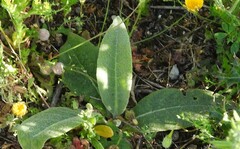 Verbascum pulverulentum