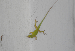 Anolis porcatus