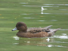 Mareca penelope