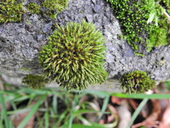 Schistidium crassipilum