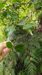 Psychotria taitensis