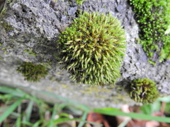 Schistidium crassipilum