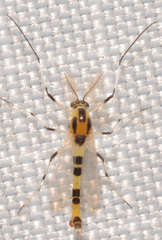 Cricotopus sylvestris