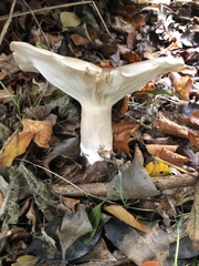 Clitocybe nebularis