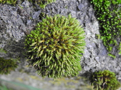 Schistidium crassipilum