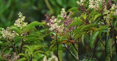 Miconia albicans