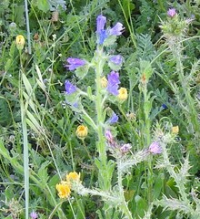 Carduus pycnocephalus