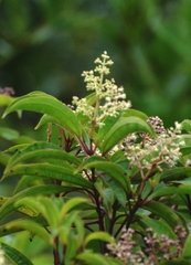 Miconia albicans