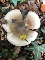 Clitocybe nebularis