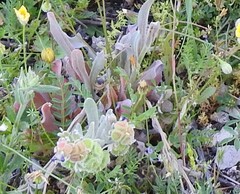 Cynoglossum cheirifolium
