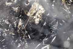 Phrynosoma blainvillii