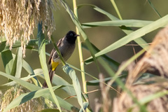 Pycnonotus xanthopygos