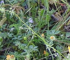 Galium parisiense