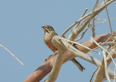 Emberiza hortulana