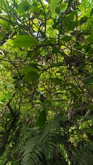 Psychotria taitensis