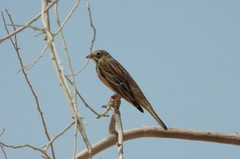 Emberiza hortulana