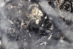 Phrynosoma blainvillii