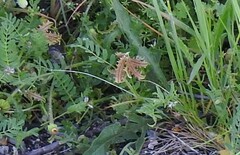 Biserrula pelecinus