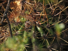 Trichocereus candicans