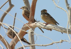 Emberiza hortulana