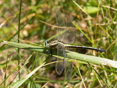 Gomphurus fraternus
