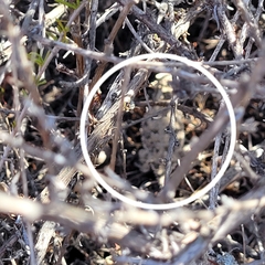 Phrynosoma blainvillii