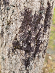 Frullania eboracensis